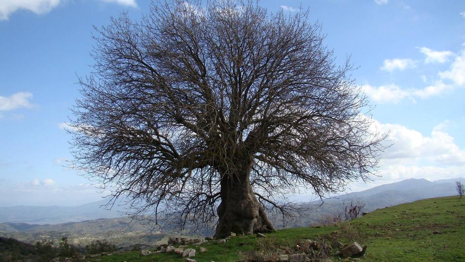 Bir Yalnız Çitlembik Ağacı