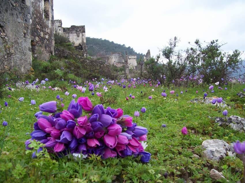Bafa Gölü Anemonları