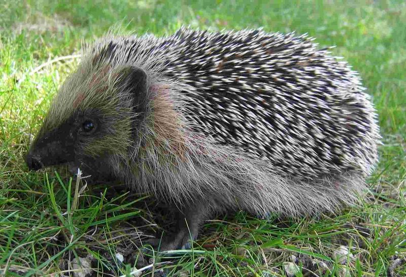 Kirpi