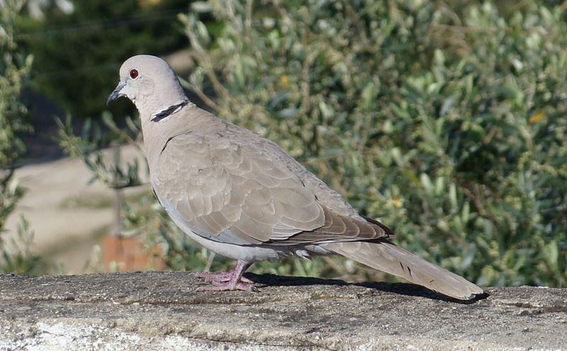 Kumru