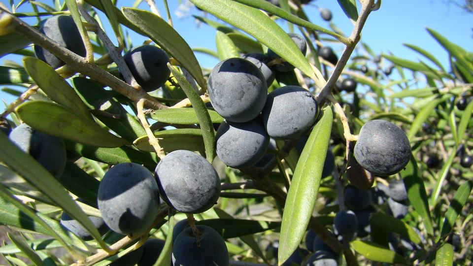 Zeytin
